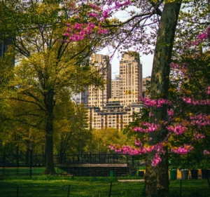 Edificio visto desde parque en EEUU